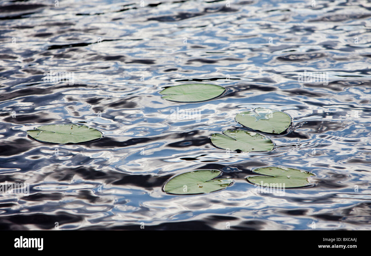 Feuilles de nénuphars ( Nymphaea candida ) flottant sur la surface de l'eau , Finlande Banque D'Images