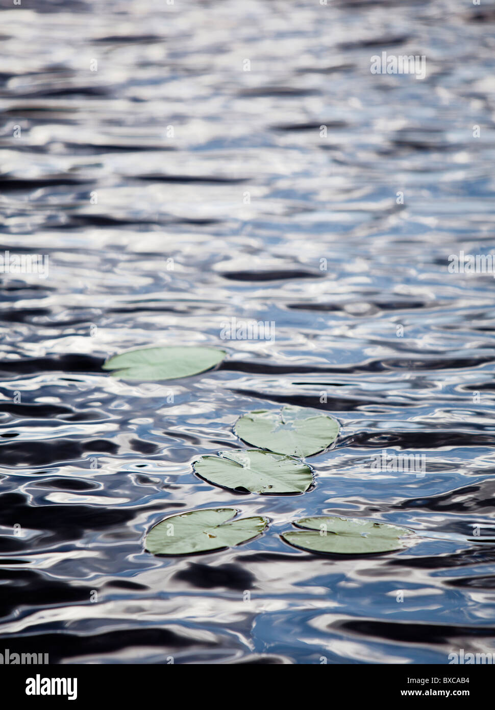 Feuilles de nénuphars ( Nymphaea candida ) flottant sur la surface de l'eau , Finlande Banque D'Images