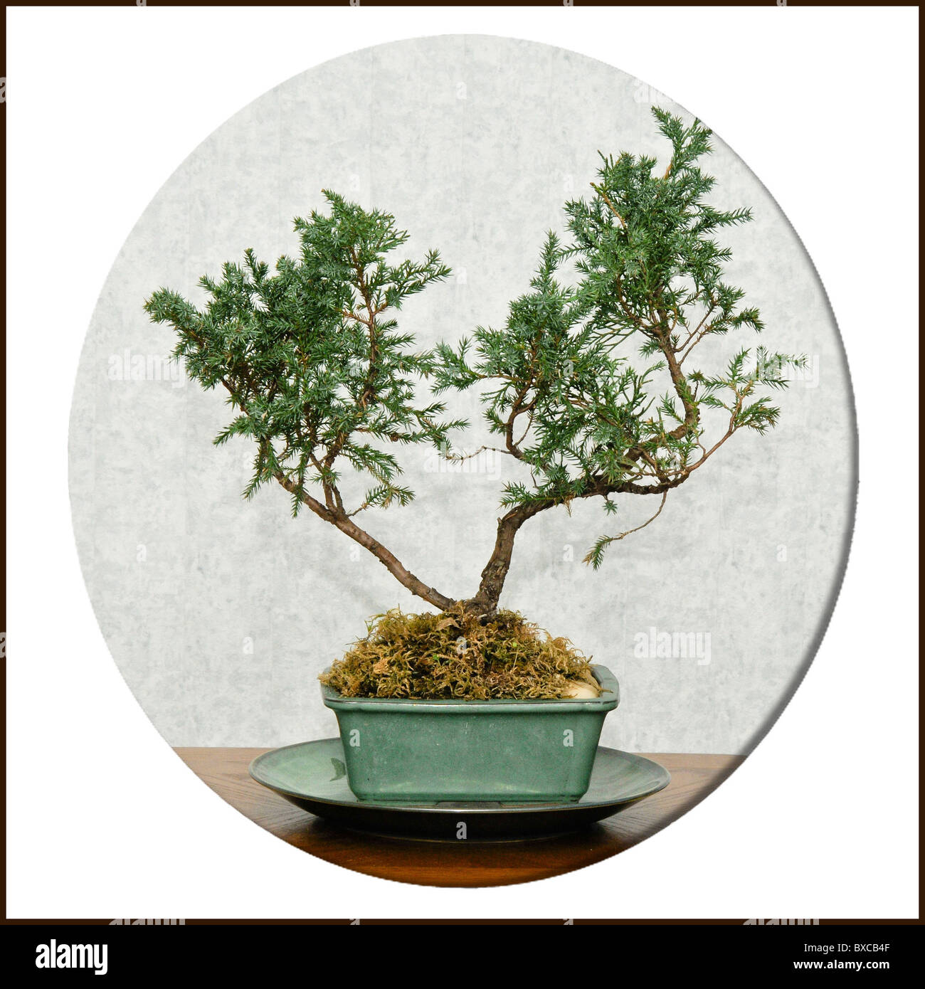 Bonsai arbre , esquisse pour la conception intérieure Banque D'Images