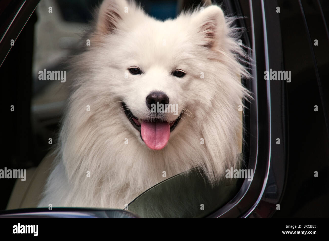 Samoyède chien assis en face du siège de voiture Banque D'Images