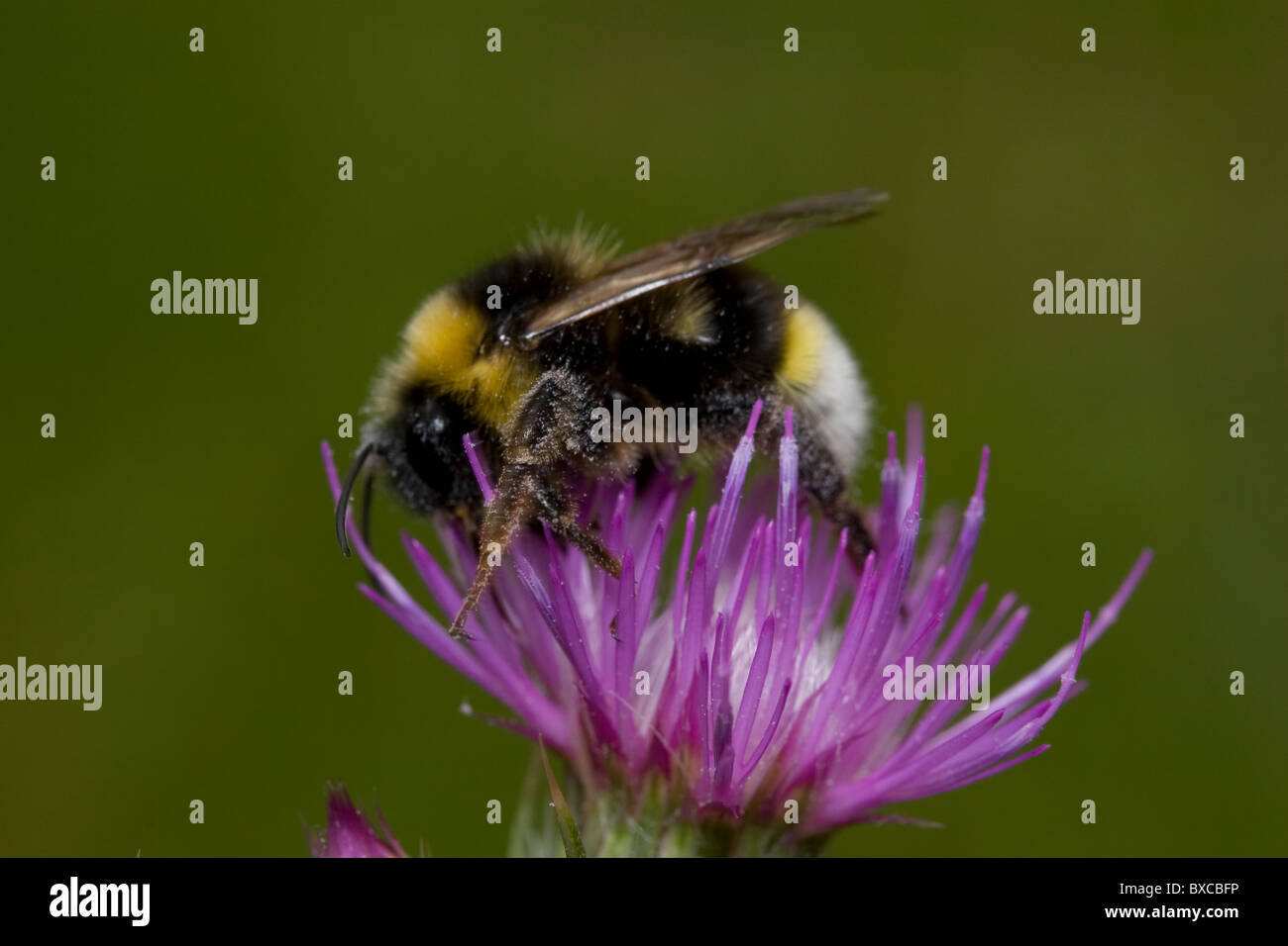 Cuckoo bourdon (Bombus vestalis) Banque D'Images