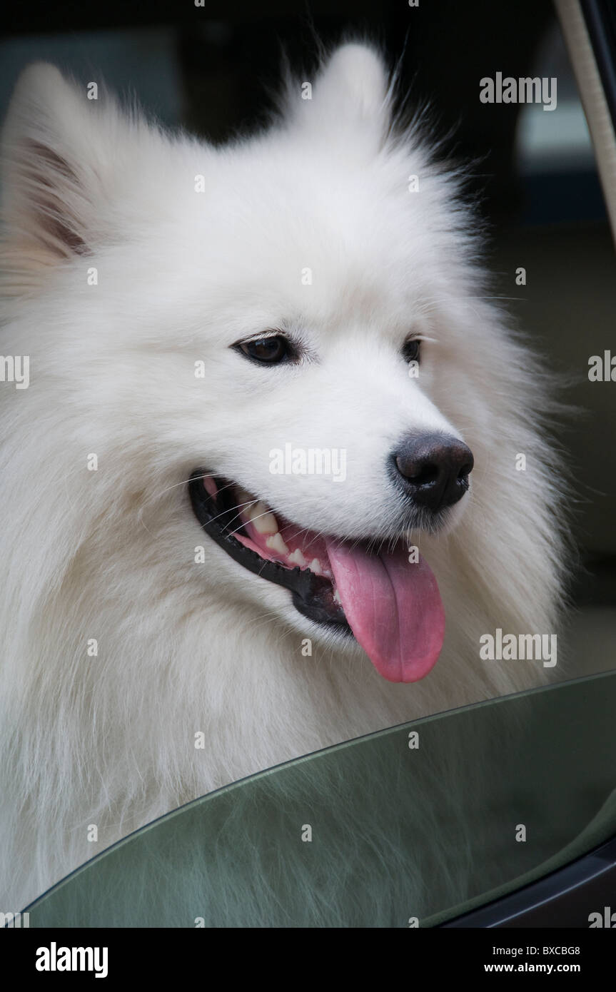 Samoyède chien assis en face du siège de voiture Banque D'Images