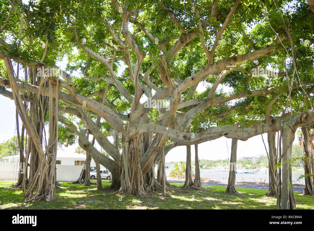 Banyan Tree, Ficus sp., Jupiter, Floride, USA Banque D'Images