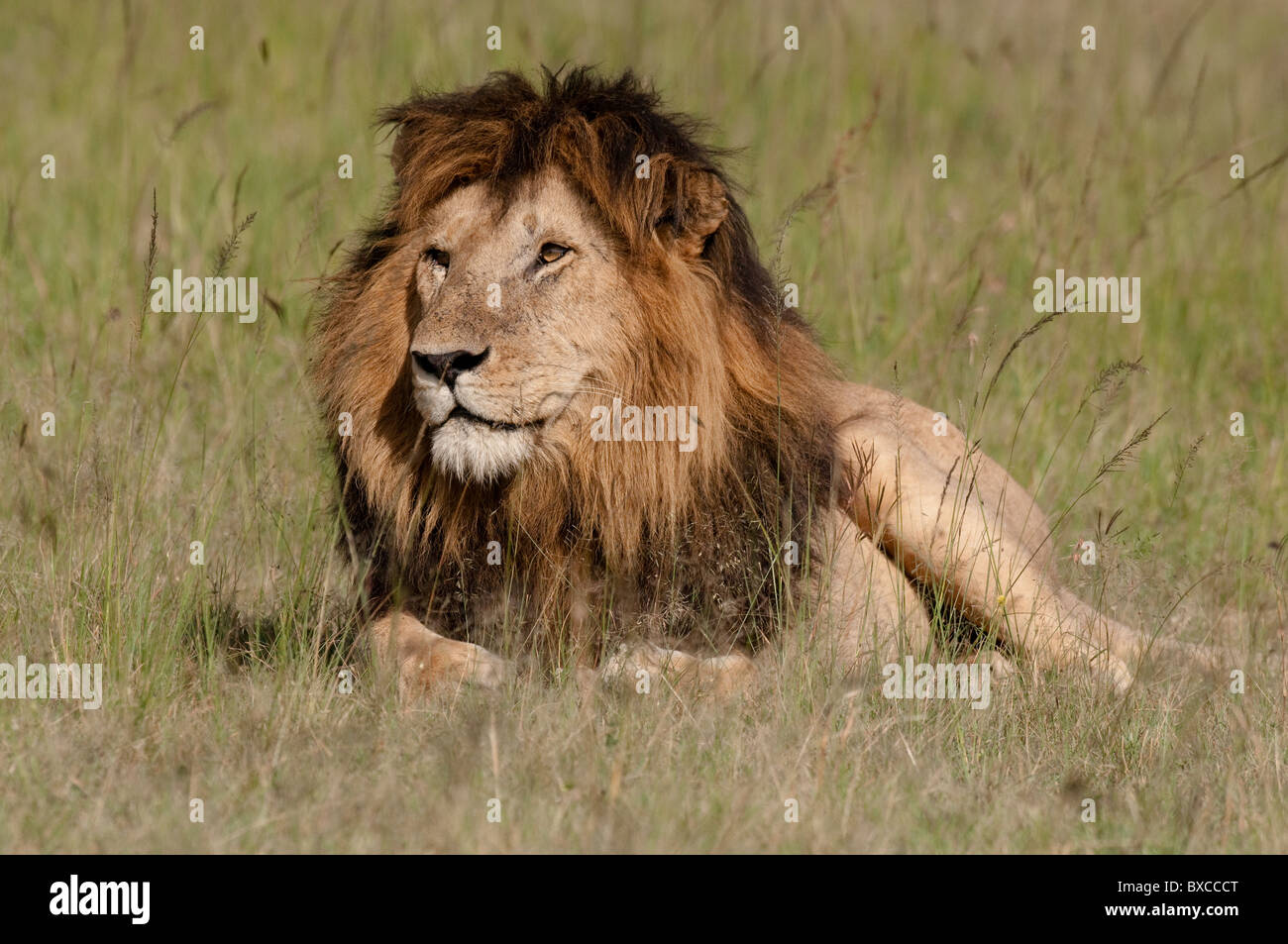 Lion Mâle d'Afrique Banque D'Images