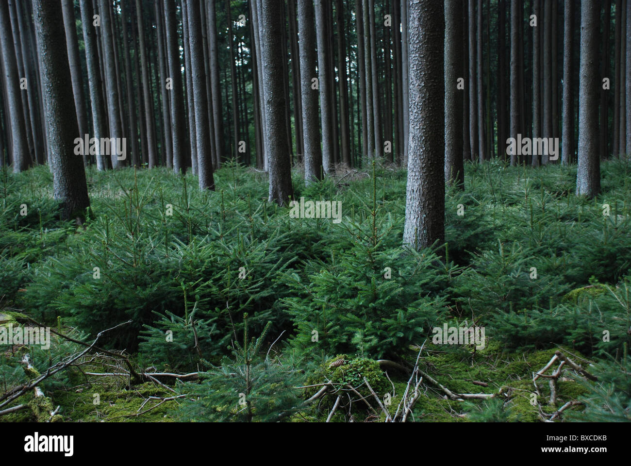 Les jeunes pins dans une forêt allemande Banque D'Images