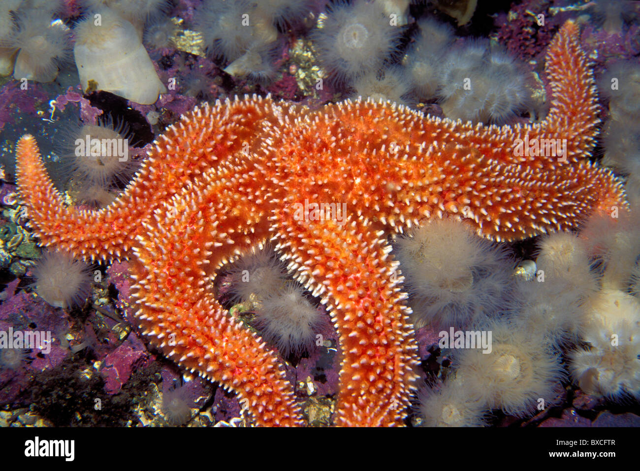 Rainbow star, Orthasterias koehleri, Colombie-Britannique, Océan Pacifique Banque D'Images