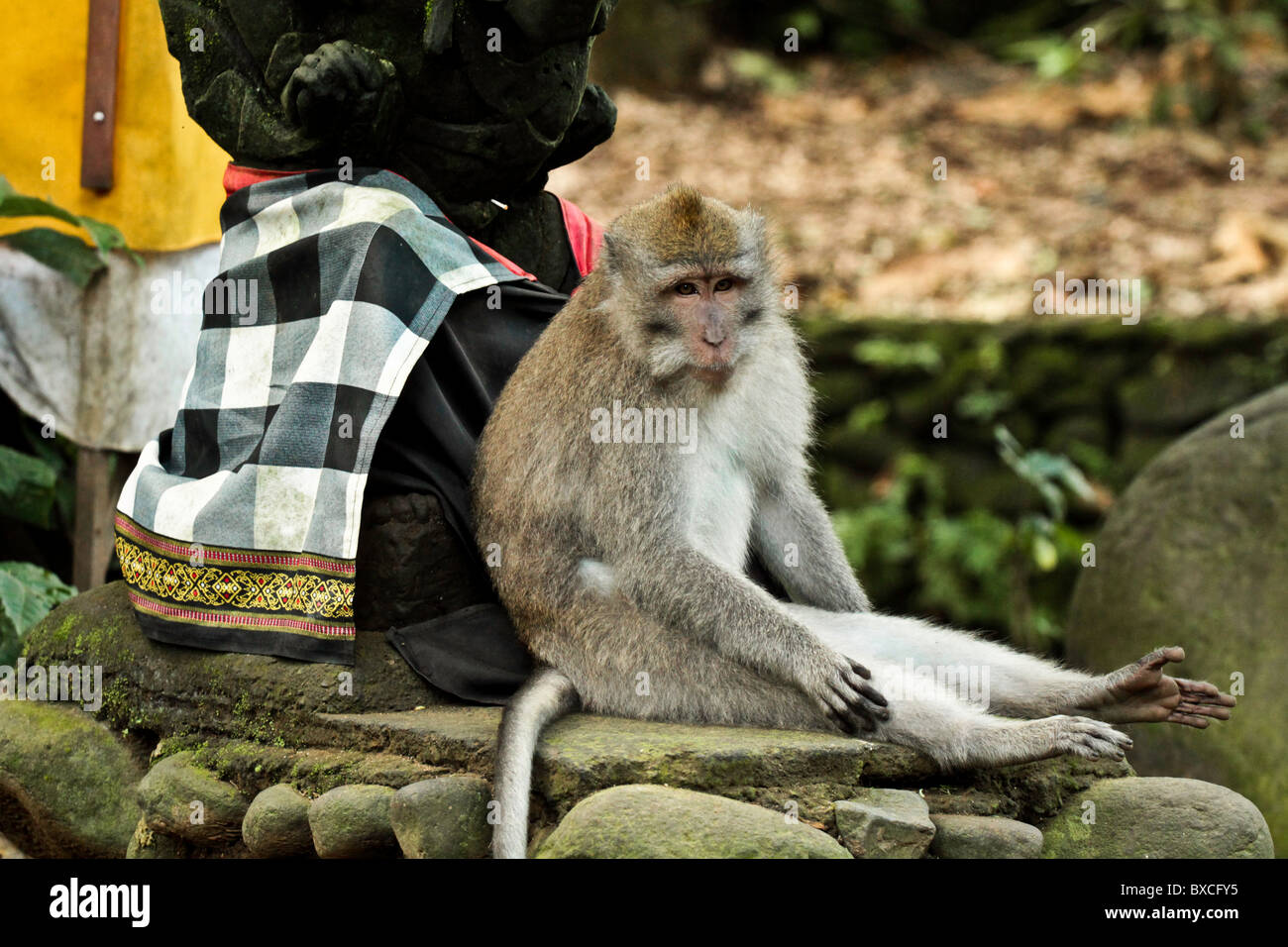 Macaque Monkey Forest à Bali Banque D'Images