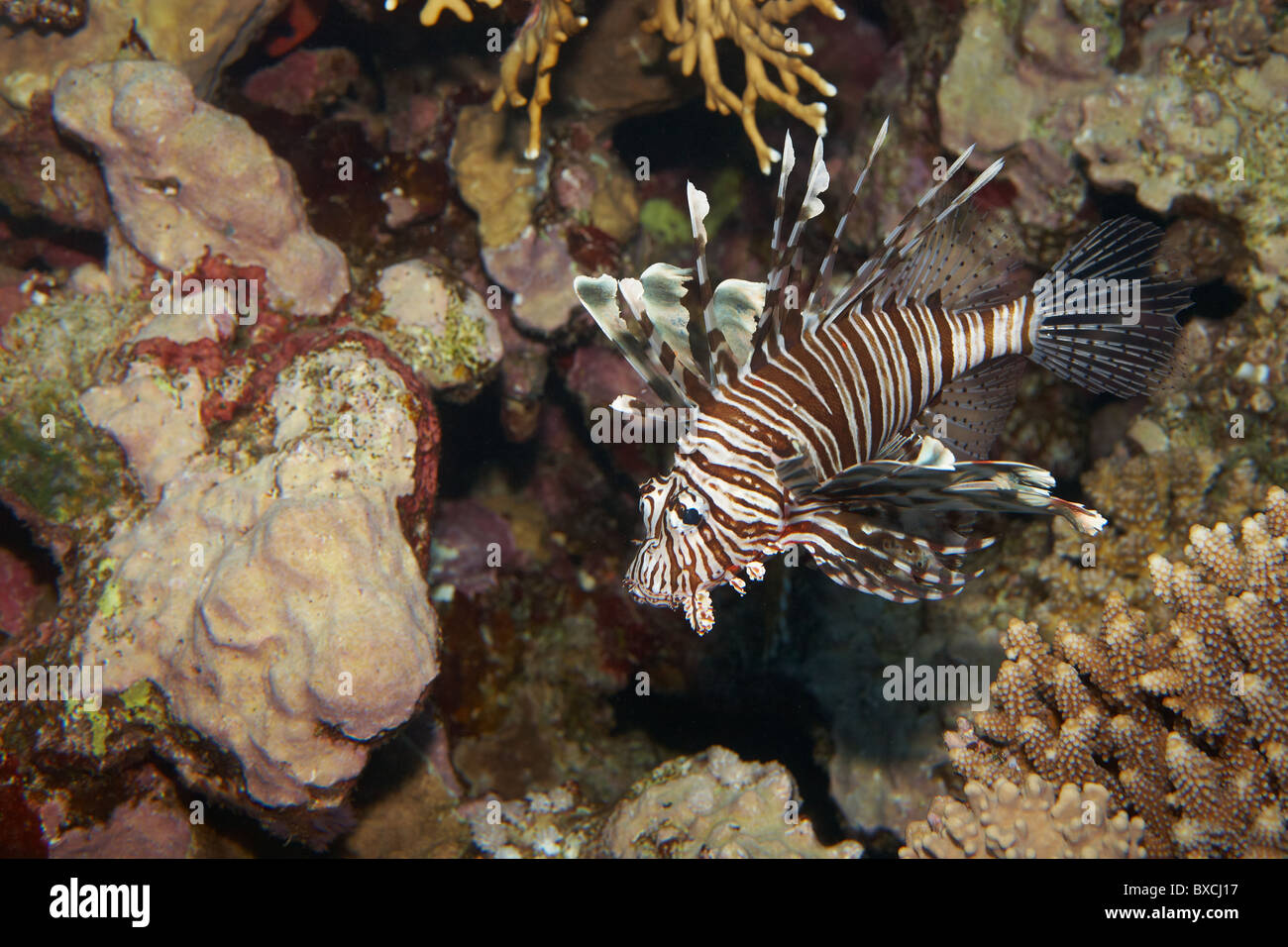 Poisson Lion - Pterois volitans. Mer Rouge poissons toxiques près de coral reef Banque D'Images