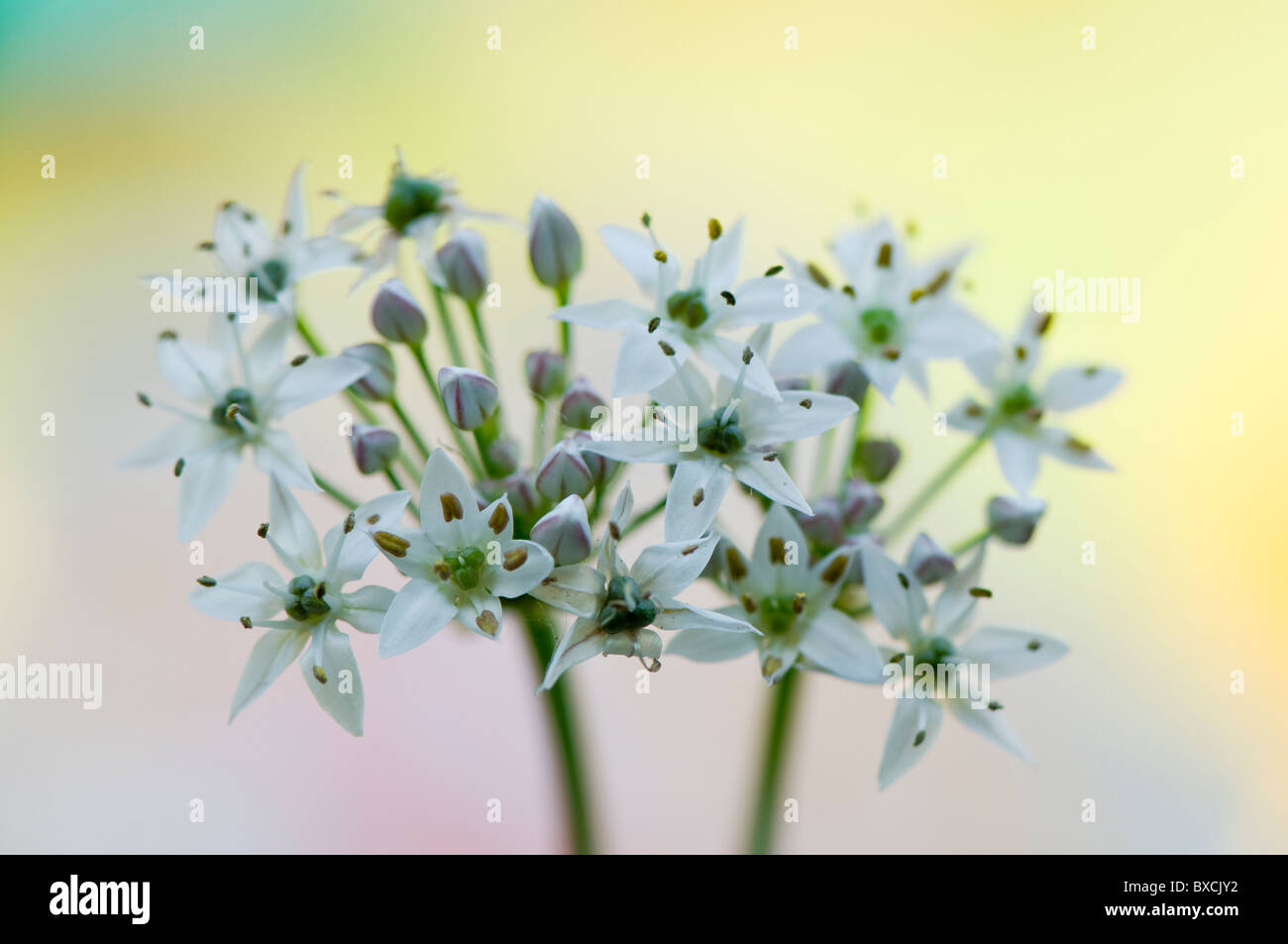 L'Allium ursinum - Ail blanc fleurs sauvages Banque D'Images