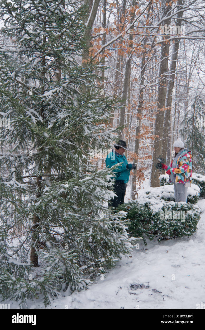 Père et fille adolescente décorant l'extérieur arbre pour Noël Banque D'Images