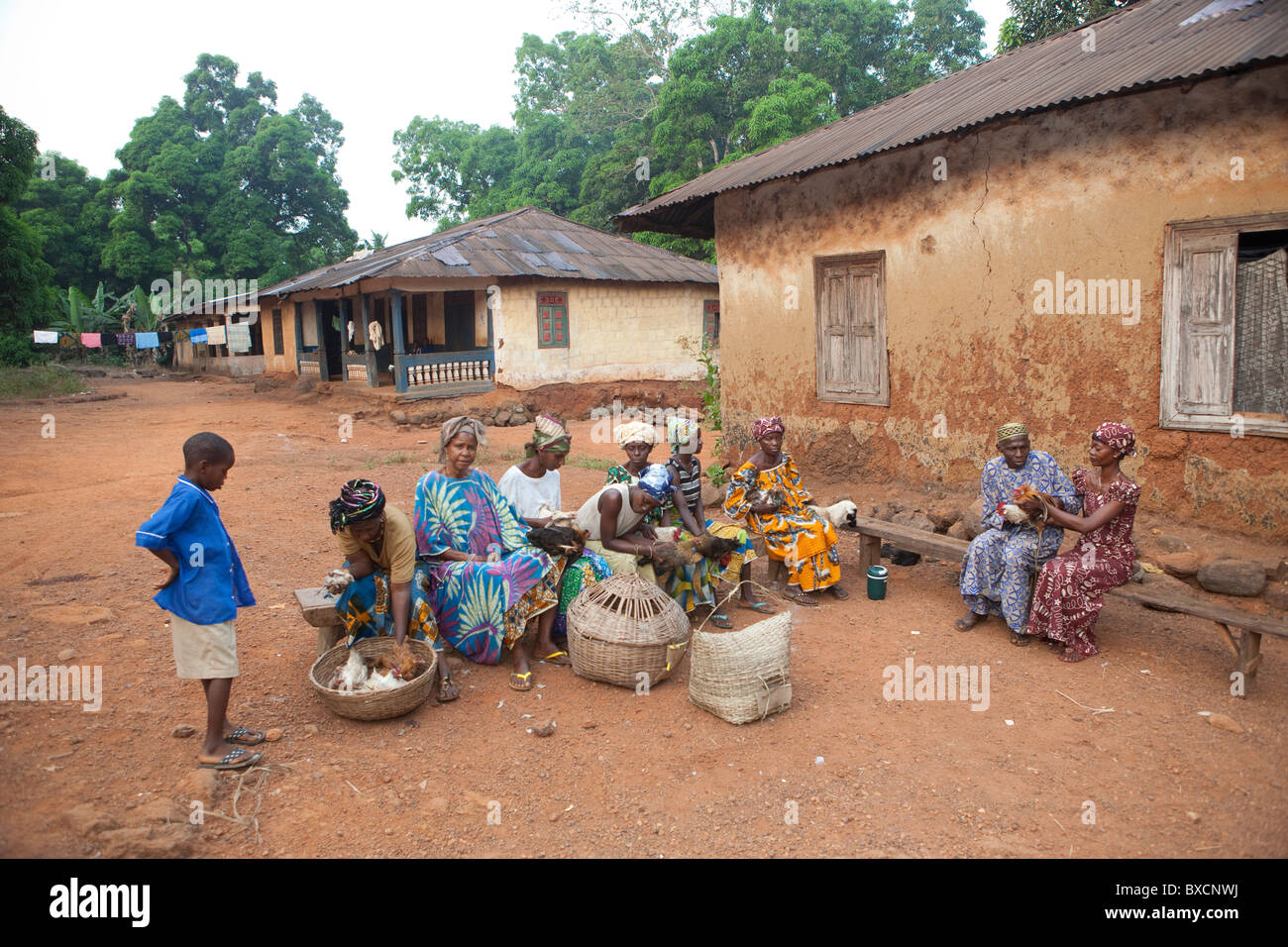 Les villageois se rassemblent pour être vaccinés pour leurs poulets à Port Loko, Sierra Leone, Afrique de l'Ouest. Banque D'Images