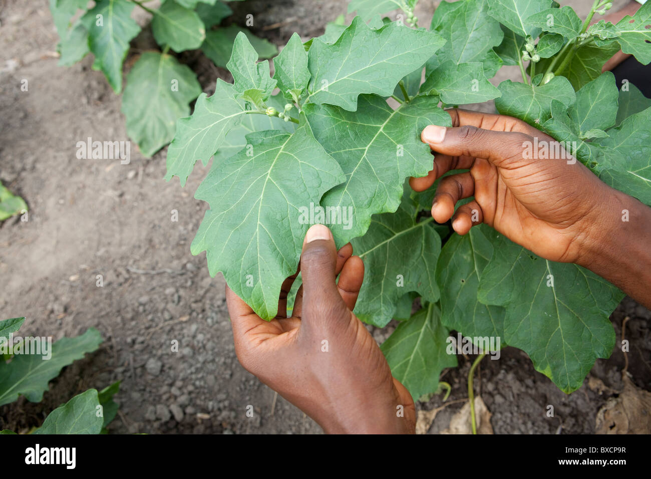 Farmer's hands dans un champ de légumes - Masiaka, Sierra Leone, Afrique de l'Ouest. Banque D'Images