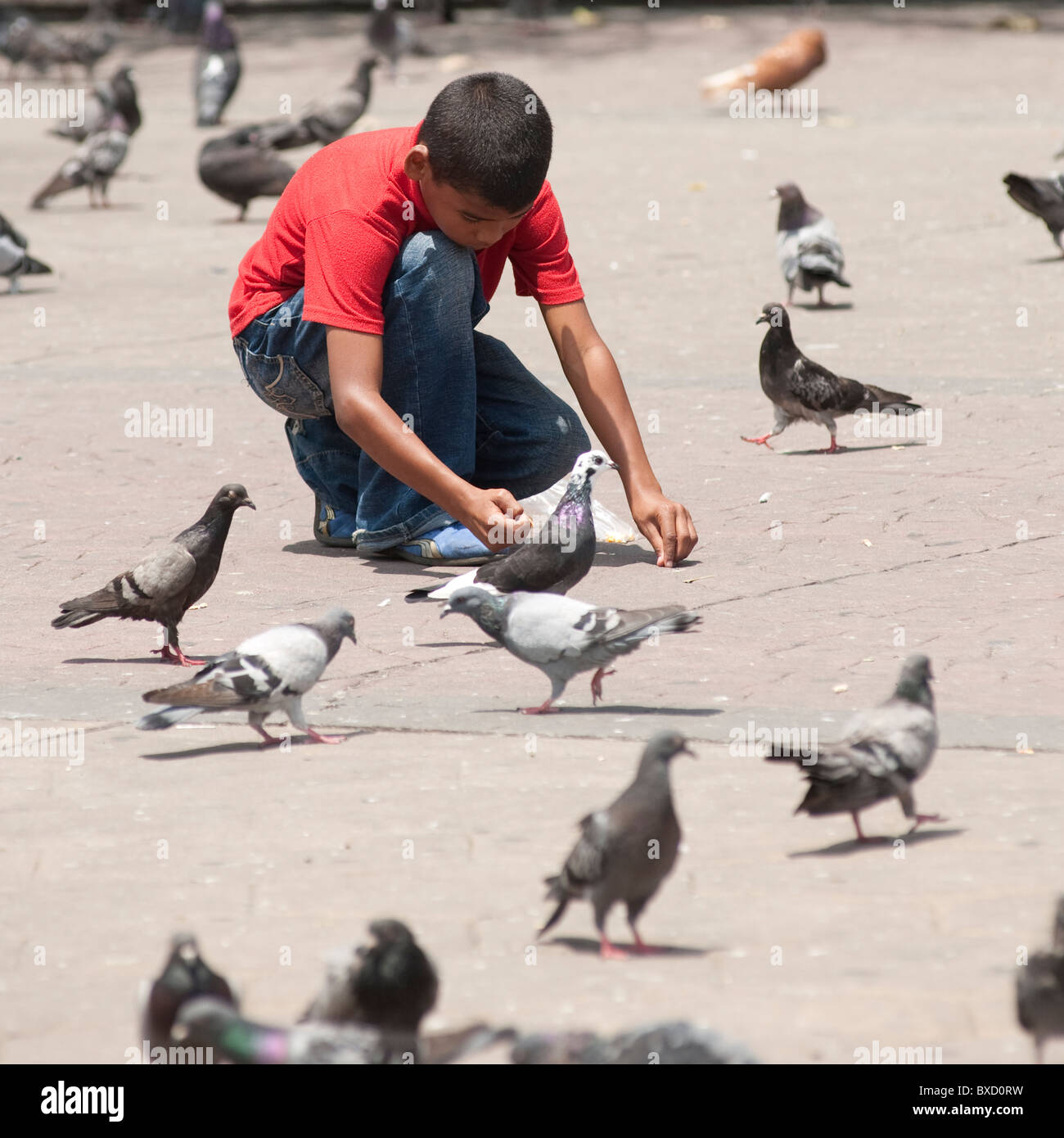Garçon et les pigeons à San Jose Banque D'Images