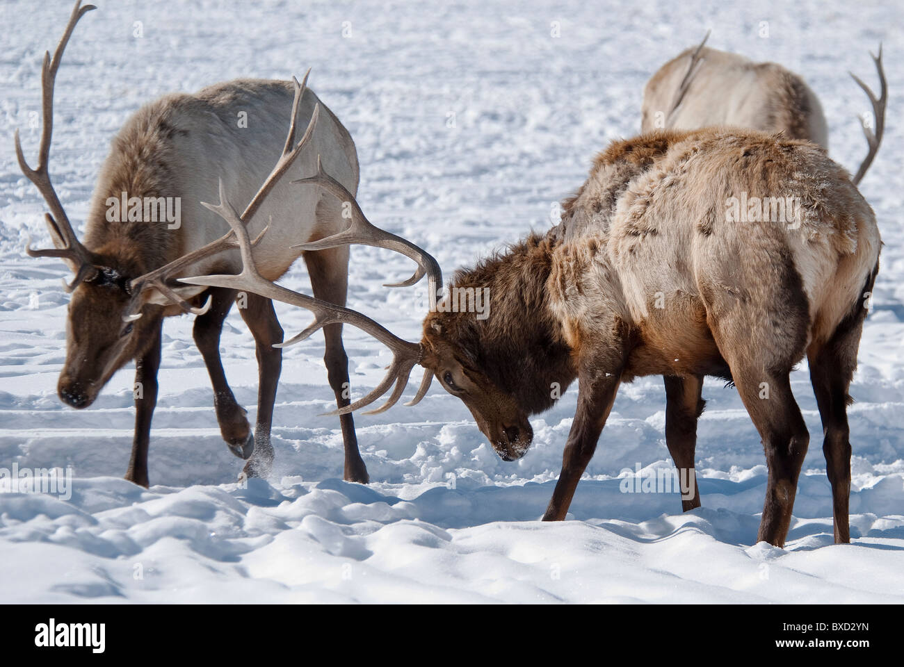 Les taureaux de réserve Rocky Mountain Elk Cervus elaphus National Elk Refuge Bretagne France Banque D'Images