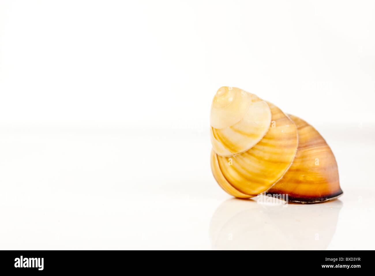 Seul sea shell isolated on white Banque D'Images