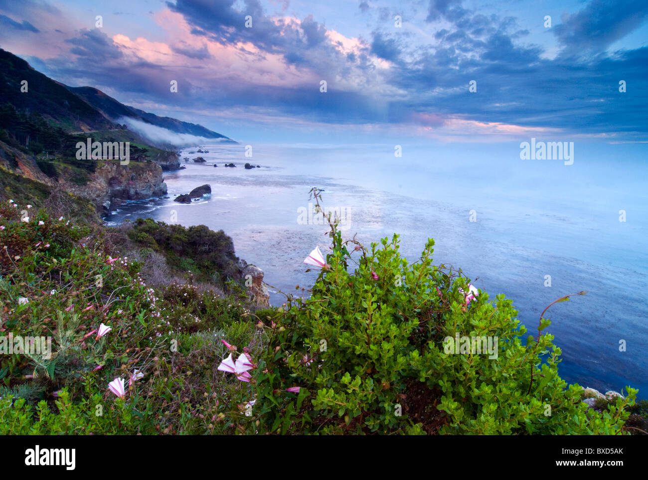En regardant vers le sud sur la côte de Big Sur au coucher du soleil avec des fleurs sauvages en fleurs, en Californie. Banque D'Images