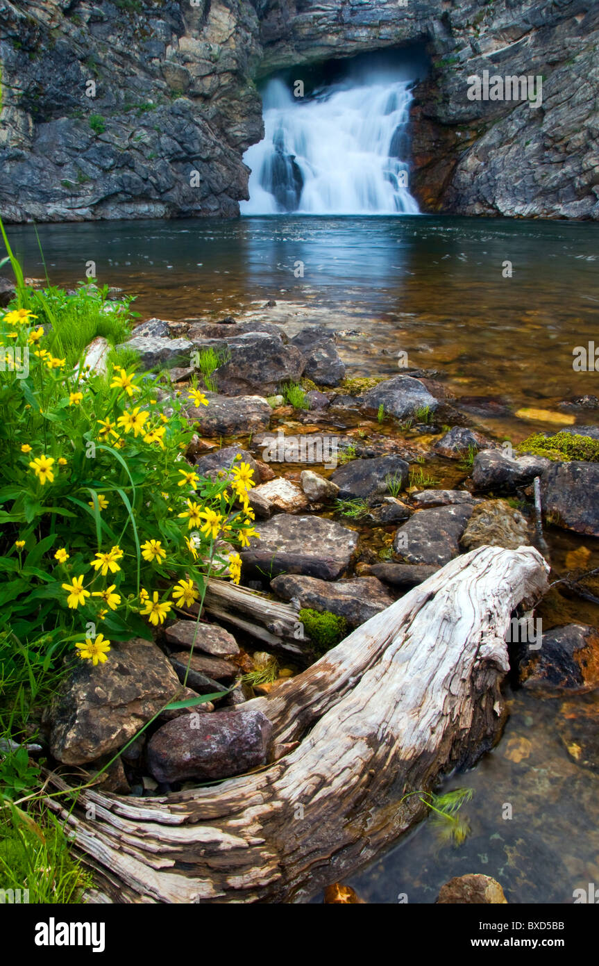 L'exécution de Eagle Falls avec des fleurs sauvages en premier plan dans le Parc Nationale, Montana. Banque D'Images