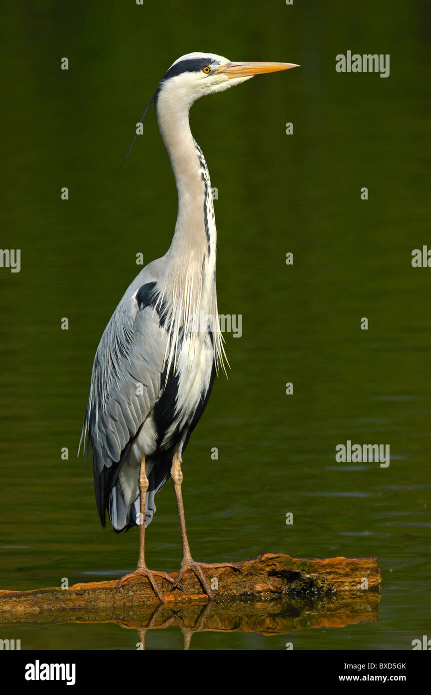 Héron cendré (Ardea cinerea) debout sur un tronc dans un lac Banque D'Images