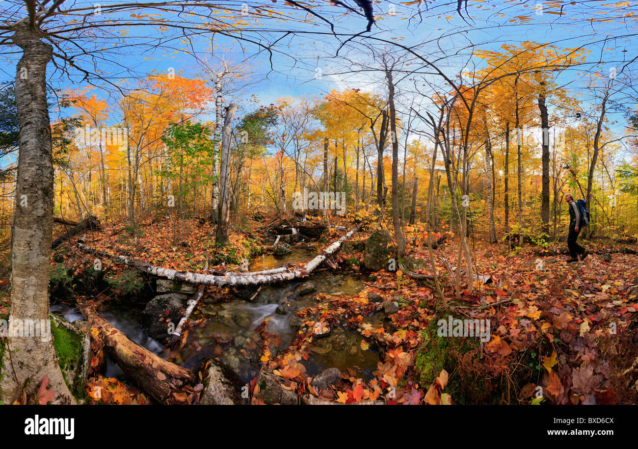 Randonneur dans le bois d'automne à New York. Banque D'Images