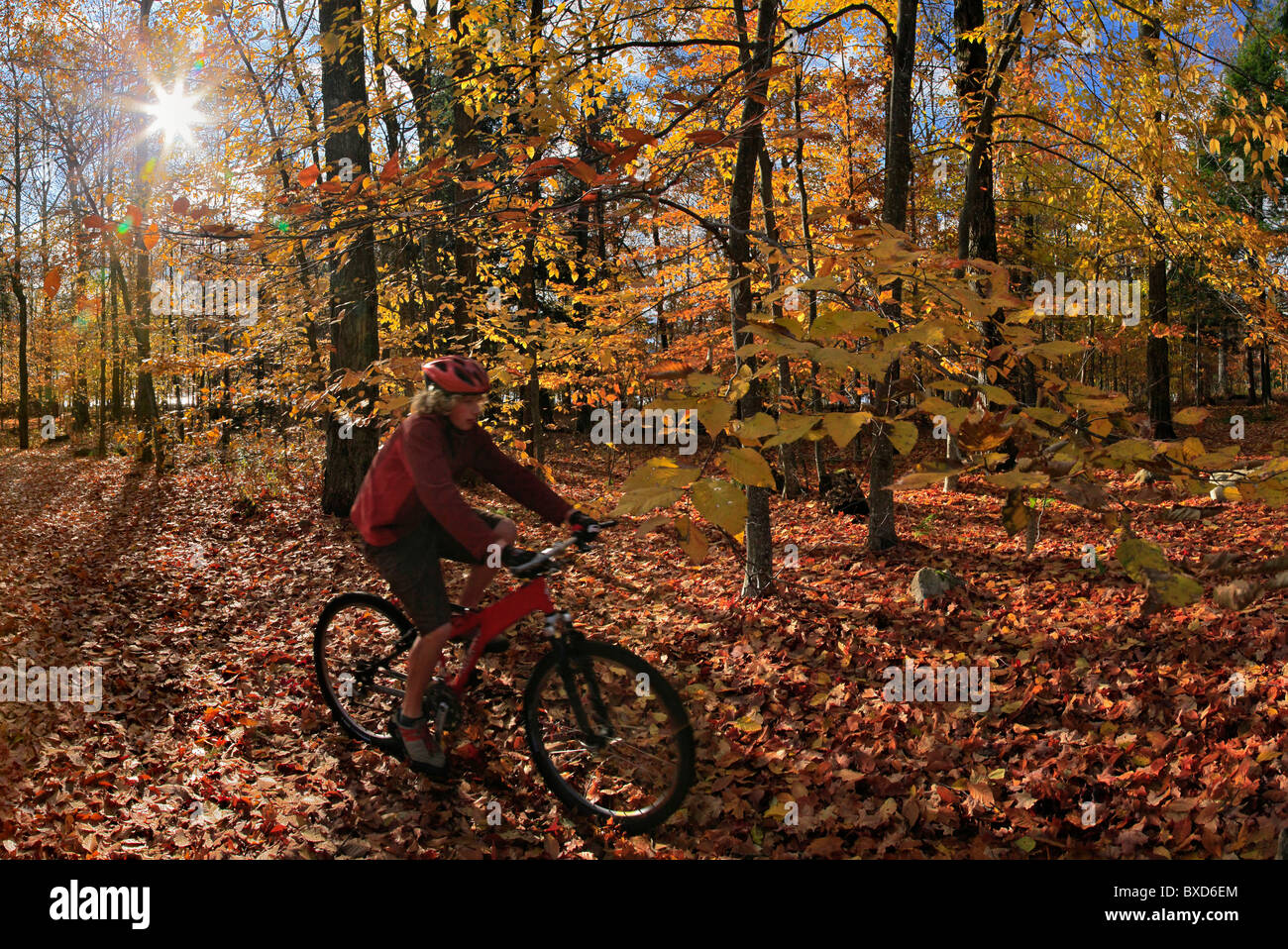 Vélo de montagne équitation à travers les feuilles d'automne, parc des Adirondack, New York State, USA Banque D'Images