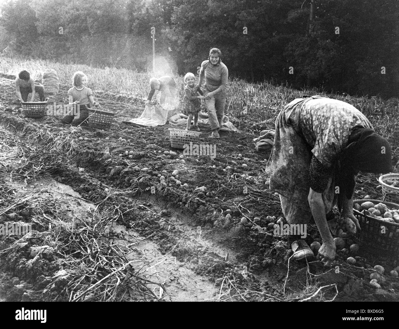 agriculture, récolte, récolte de pommes de terre, femmes et enfants au travail, années 1950, , droits additionnels-Clearences-non disponibles Banque D'Images