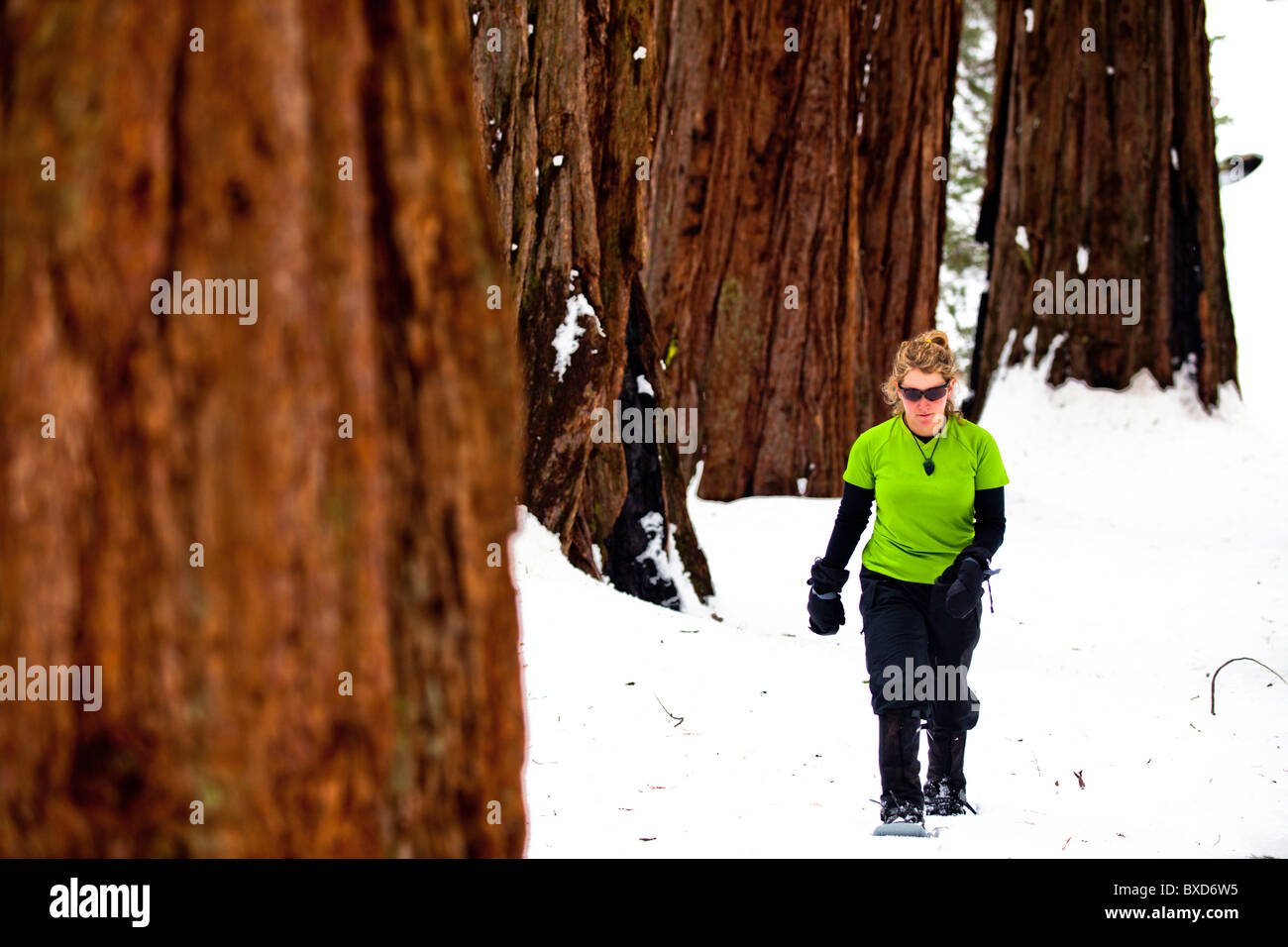 Un female hiker raquettes grâce à Sequoia National Park, Californie. Banque D'Images