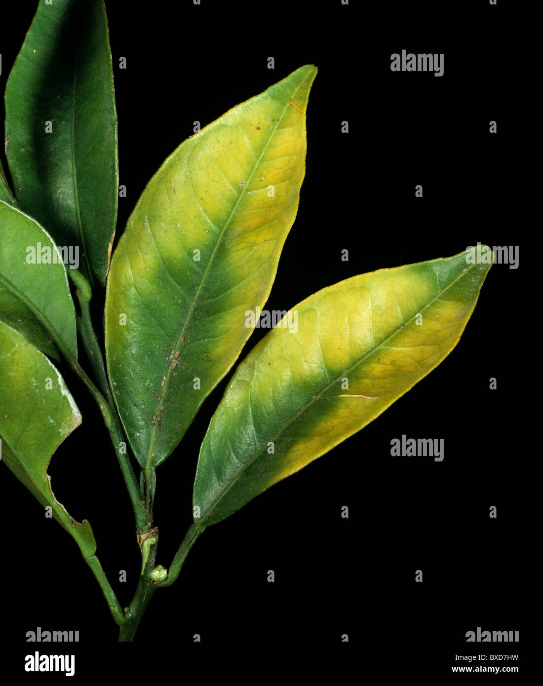 À la chlorose des feuilles orange causé par une carence en magnésium dans l'arbre Banque D'Images