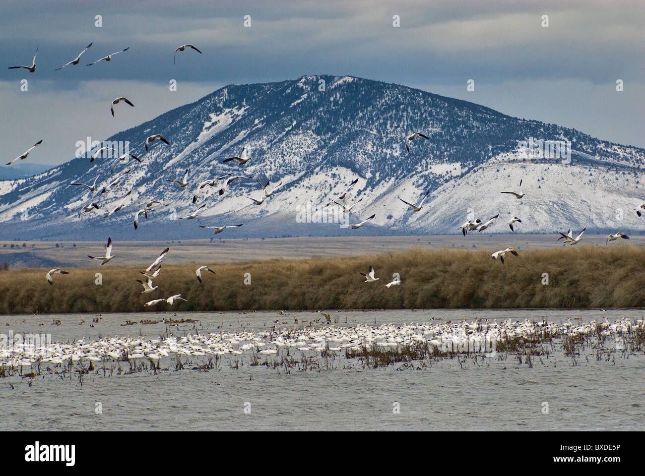 Vol d'oies des neiges en mars à Klamath inférieur National Wildlife Refuge, California, USA Banque D'Images