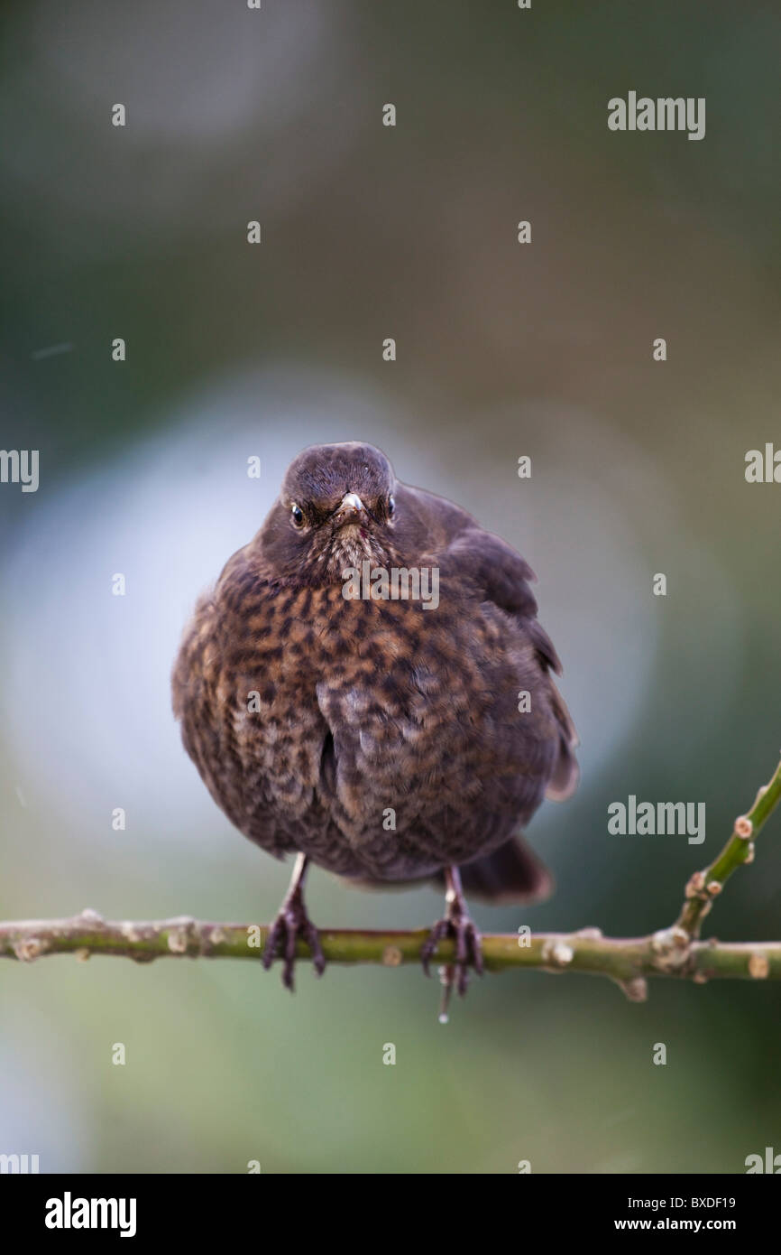 ; Blackbird Turdus merula ; sur Holly ; femmes Banque D'Images