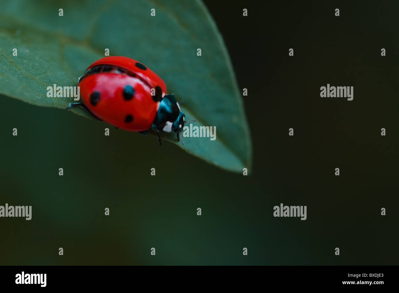 Une coccinelle sur le bord d'une feuille Banque D'Images