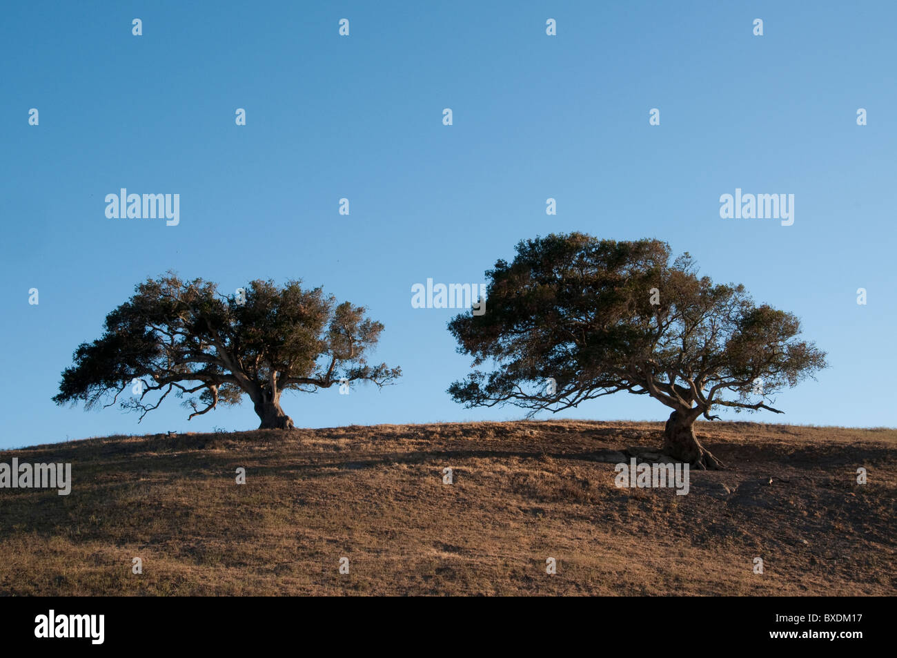 Une scène rurale avec deux arbres de chêne près de San Luis Obispo, CA Banque D'Images