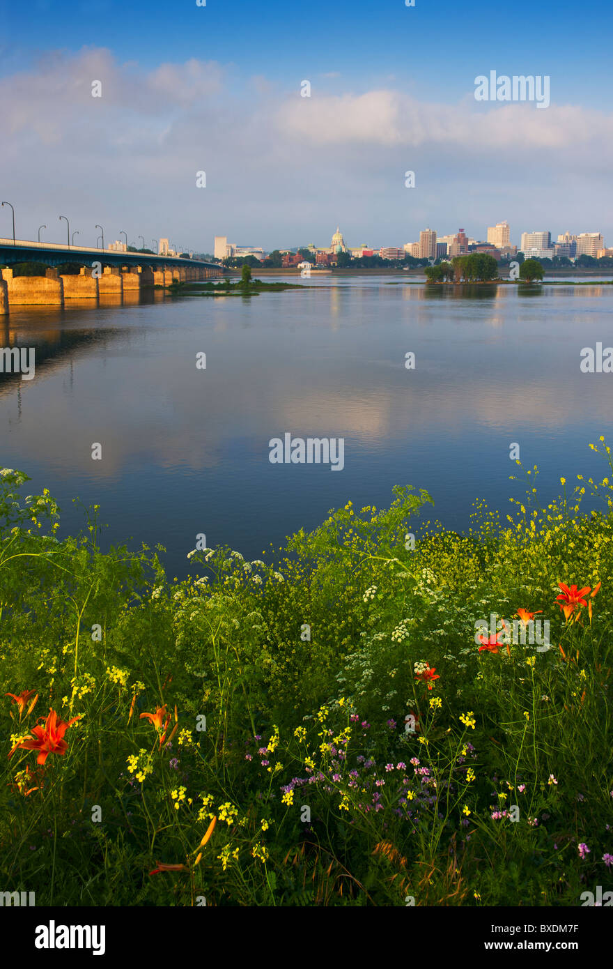 Fleurs des champs en face de la rivière Susquehanna Banque D'Images