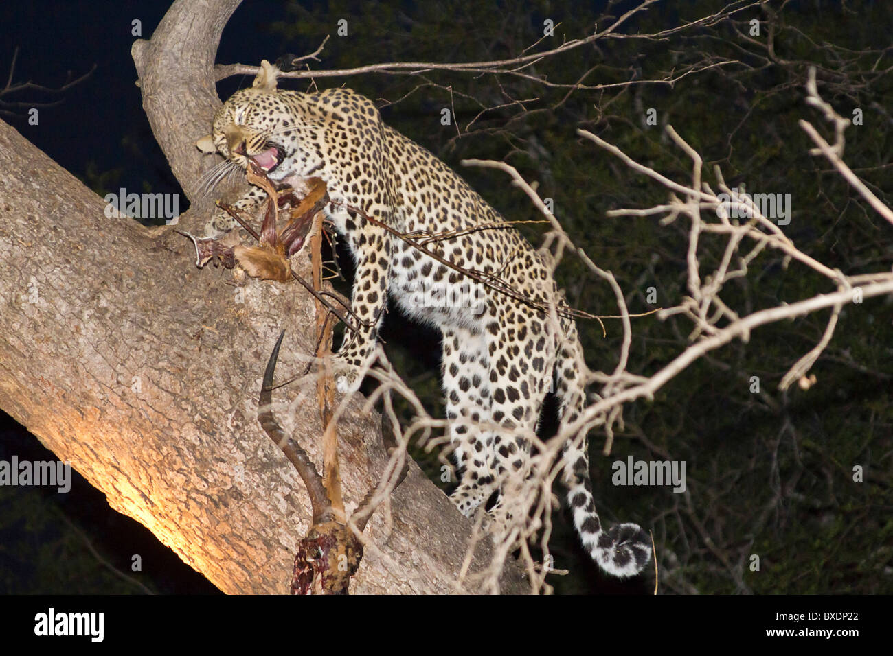 Femme leopard dans un manguier dans la nuit fraîche mange tué impala. Banque D'Images