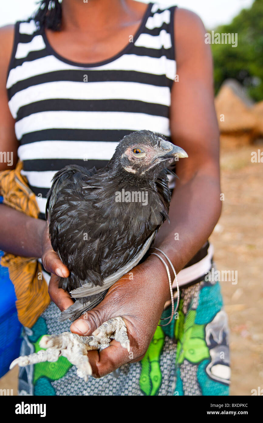 Jeune femme montre son poulet pour un visiteur. Le poulet est sur la voie d'becming le dîner. Ces gens sont de la tribu Kunda. Banque D'Images