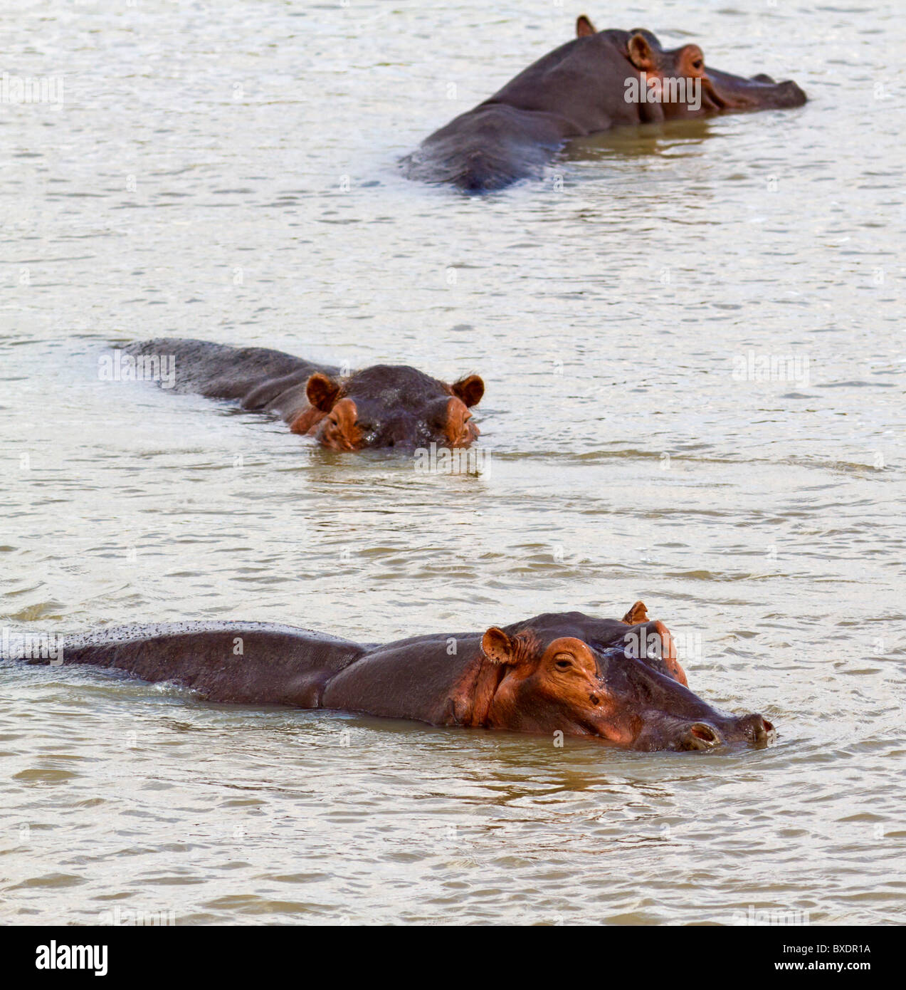 Natation (hippopotame les hippopotames de la rivière) en Zambie. Banque D'Images