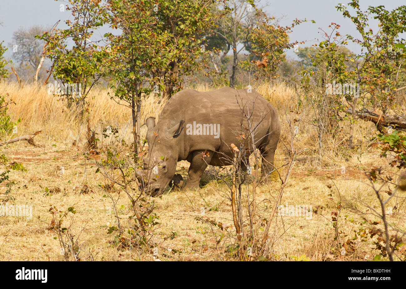 L'un des cinq rhinocéros blancs, pour un safari à pied dans le Parc National de Mosi-oa-Tunya en dehors de Livingstone, Zambie Banque D'Images