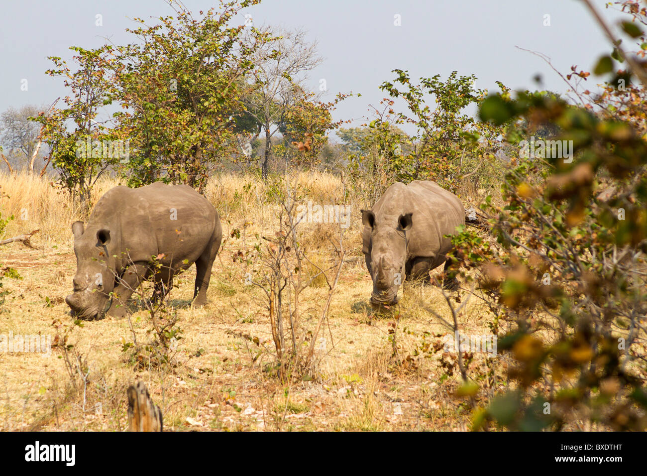 Deux des cinq rhinocéros blancs, pour un safari à pied dans le Parc National de Mosi-oa-Tunya en dehors de Livingstone, Zambie. Banque D'Images