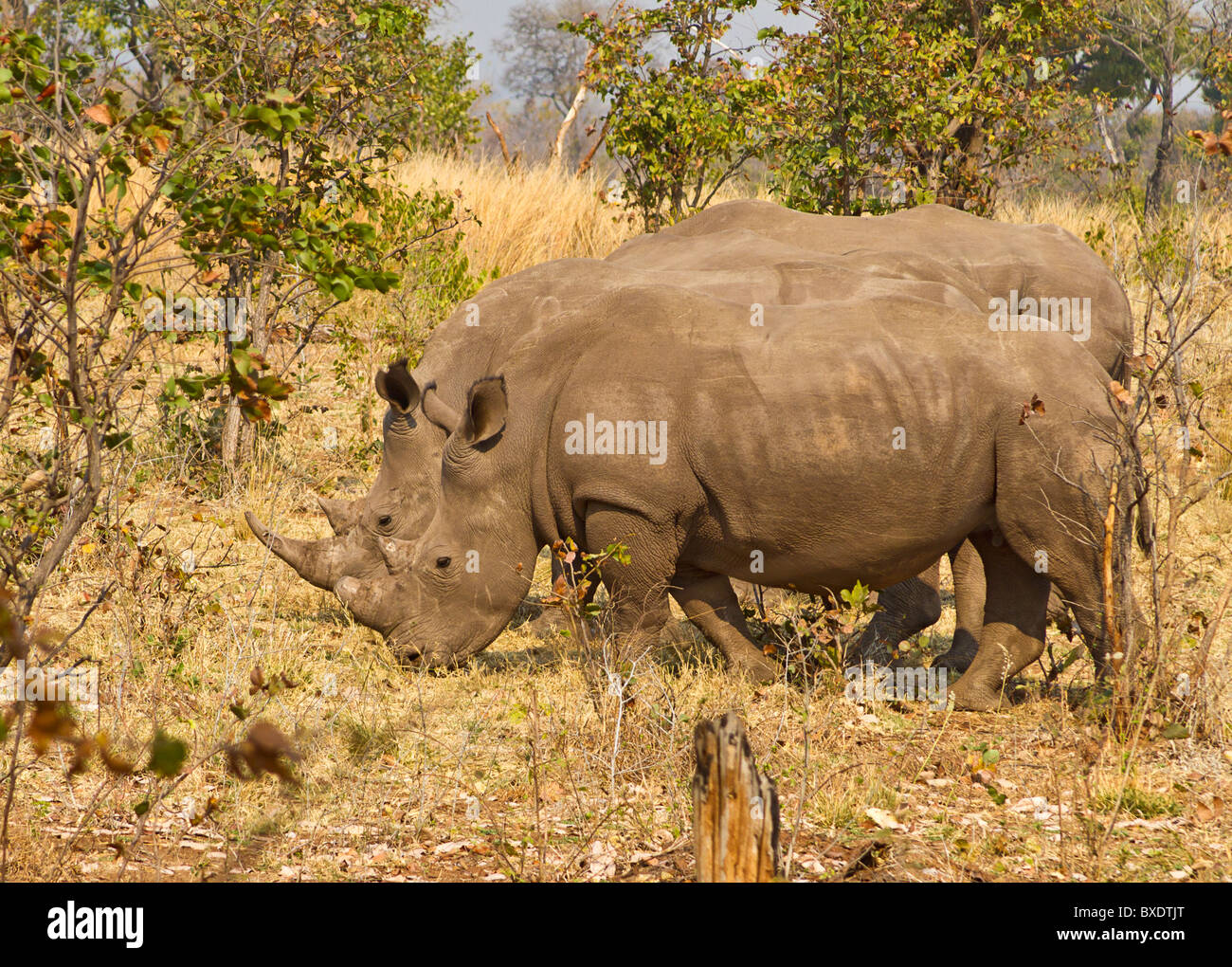 Deux des cinq rhinocéros blancs, pour un safari à pied dans le Parc National de Mosi-oa-Tunya en dehors de Livingstone, Zambie Banque D'Images