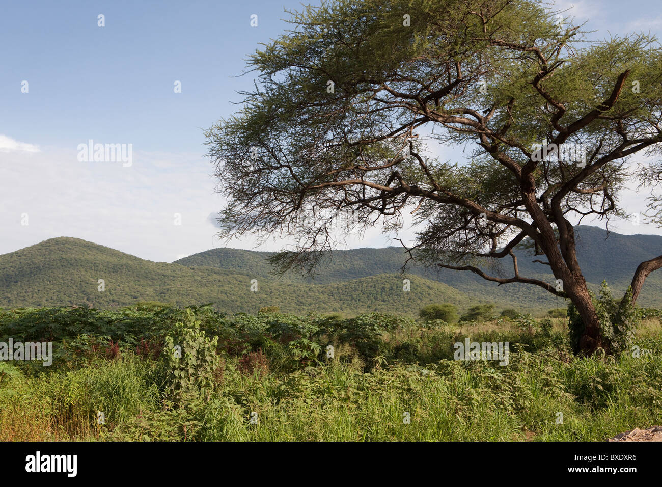 Acacia dans Ulunguru Montagnes, Tanzanie, Afrique de l'Est. Banque D'Images