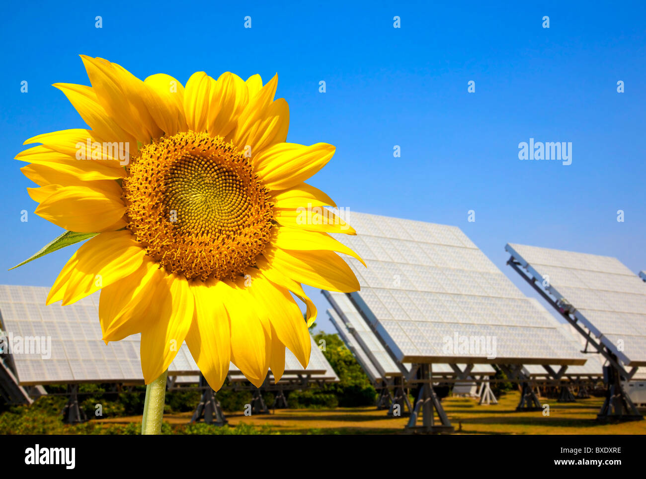 Belle tournesol et panneau solaire et power plant.alternative energy concept Banque D'Images