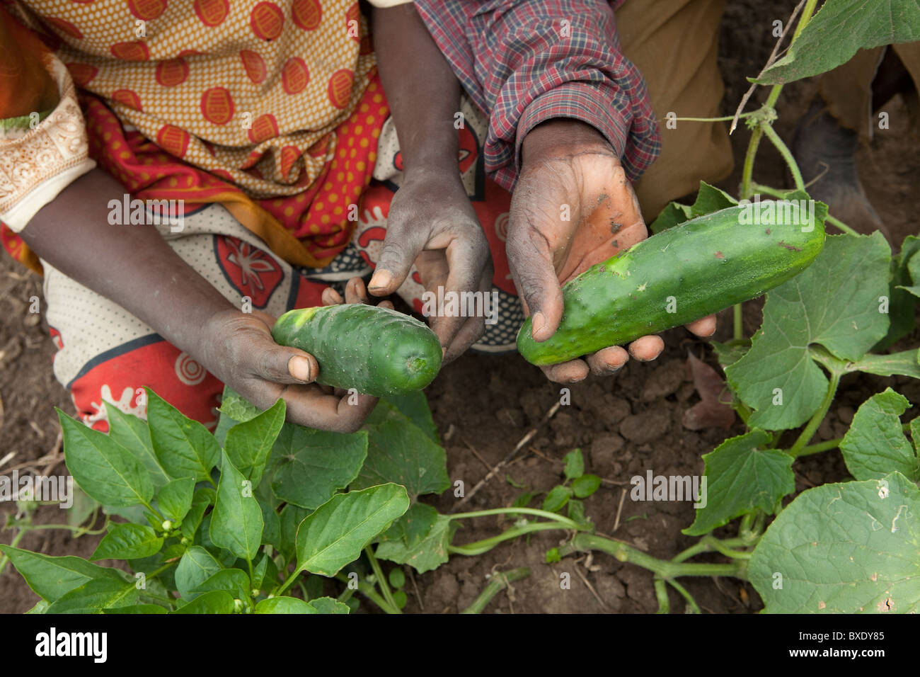 Concombre Préparation dans Iringa, Tanzanie, Afrique de l'Est. Banque D'Images