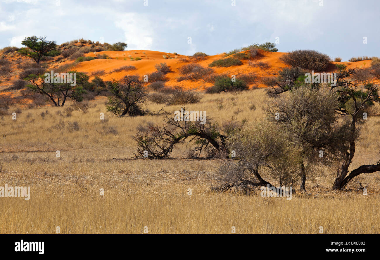 dunes rouges Banque D'Images