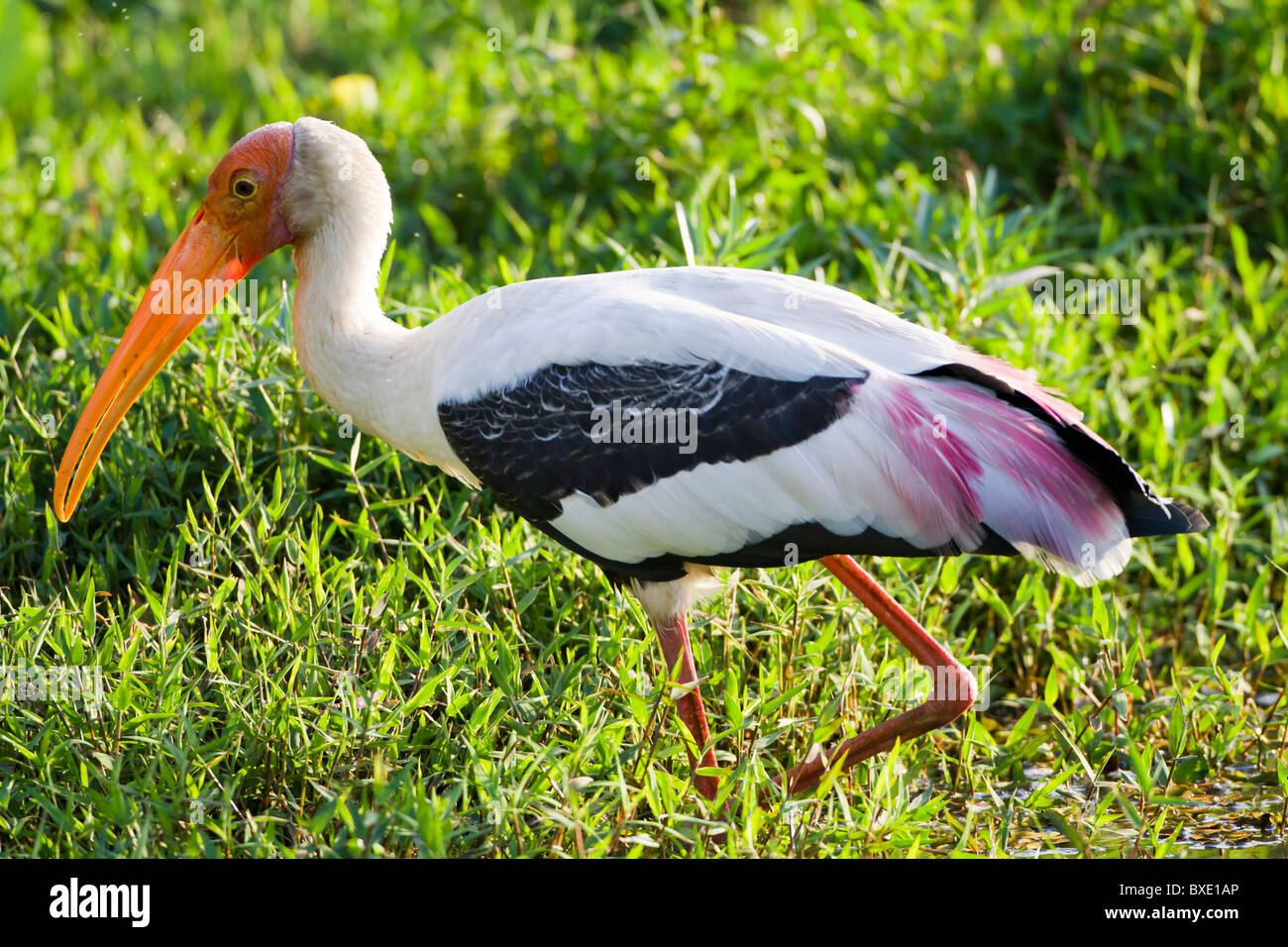 Stork Mycteria leucocephala peint à Talangama (zones humides urbaines) au Sri Lanka. Banque D'Images