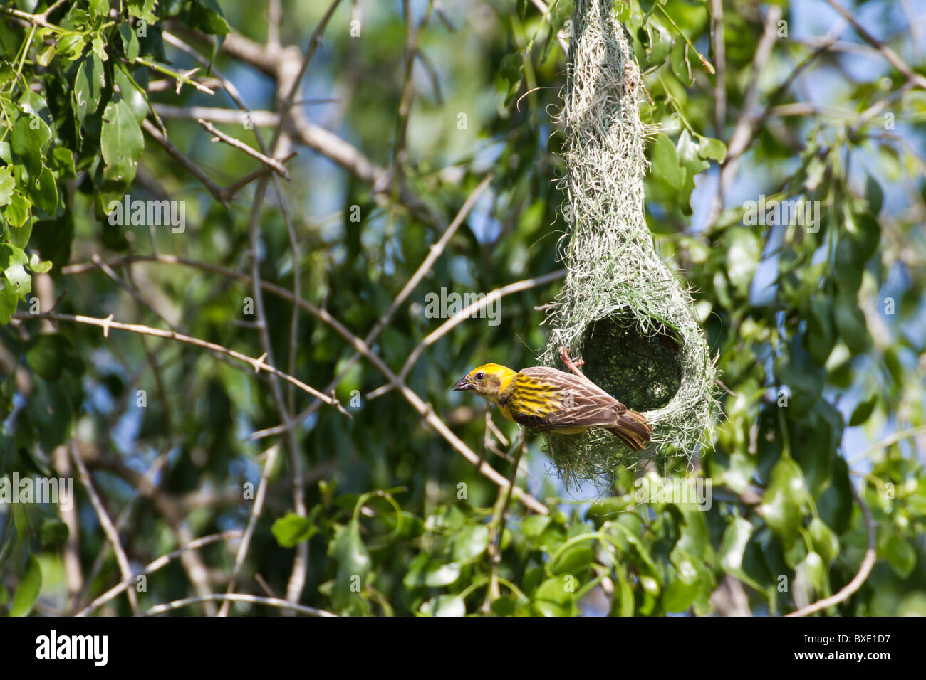 Baya Weaver (Ploceus philippinus) sur son nid à Yala NP, Sri Lanka. La netteté des images prises avec Canon 500mm f4 L'objectif. Banque D'Images