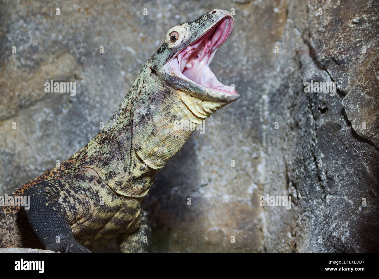 Close up d'un reptile avec bouche ouverte Banque D'Images