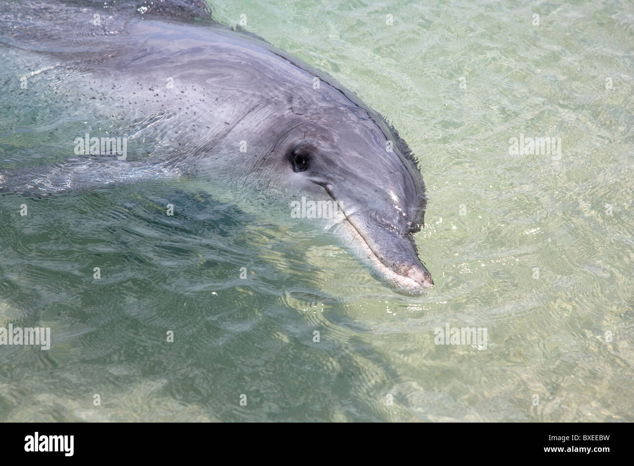 Bouteille nosed dolphin appelé Puck sourire pour la caméra à Monkey Mia Shark Bay en Australie de l'Ouest Banque D'Images