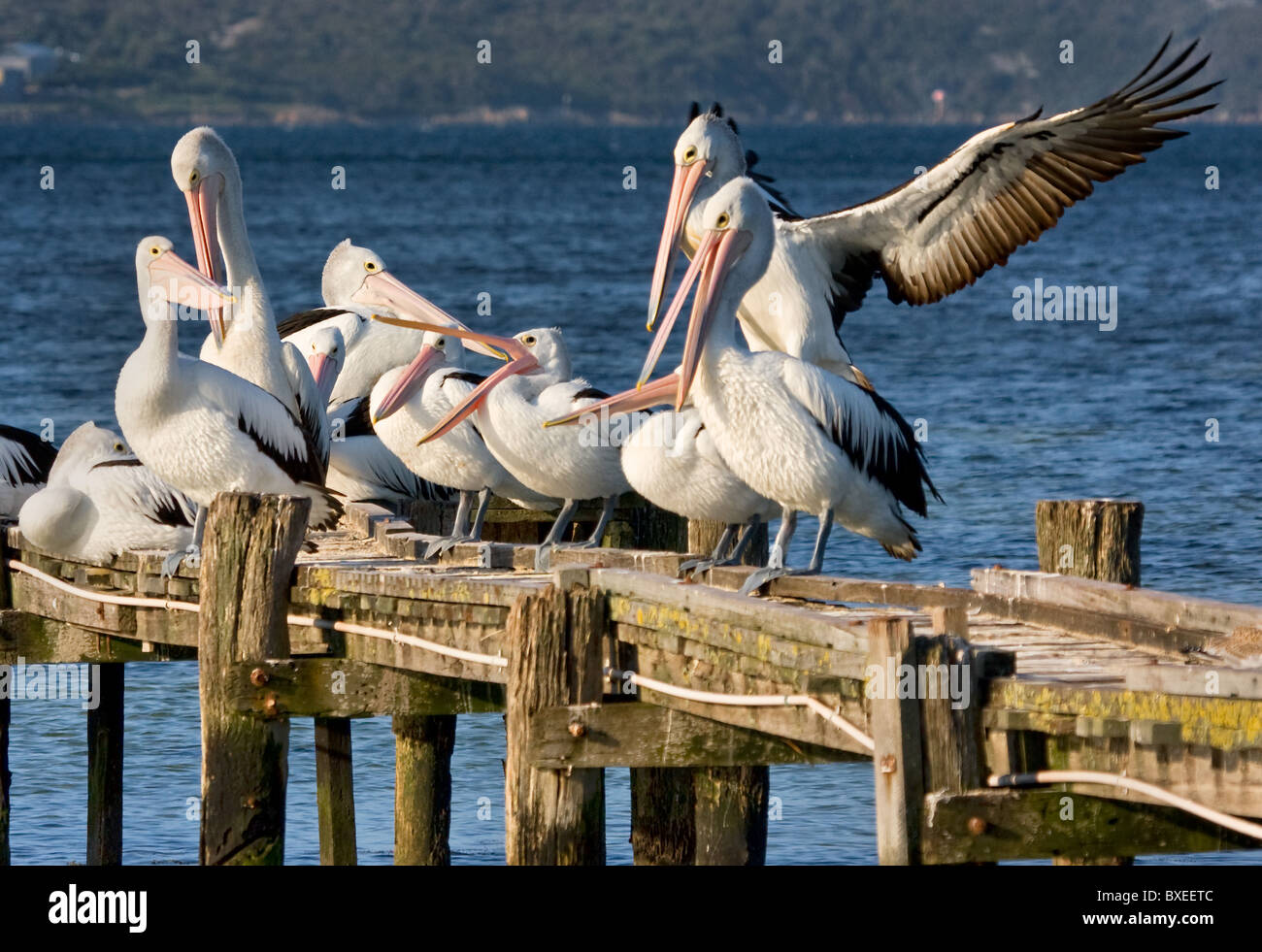 Petit troupeau de pélicans Pelecanus conspicillatus australienne prépare à se percher sur la jetée en bois près d'Albany dans l'ouest de l'Australie Banque D'Images
