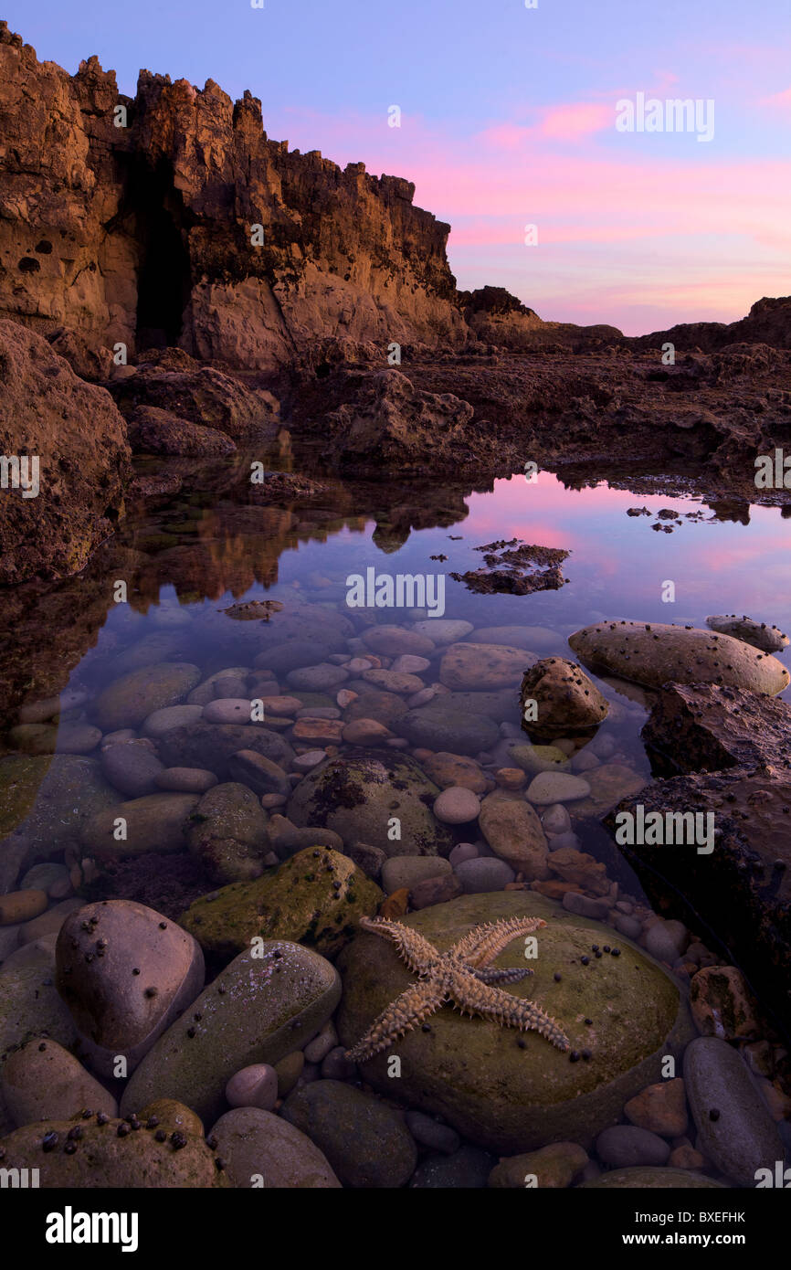 Marée basse révèle une étoile de mer tandis que le ciel de couleur rose Banque D'Images