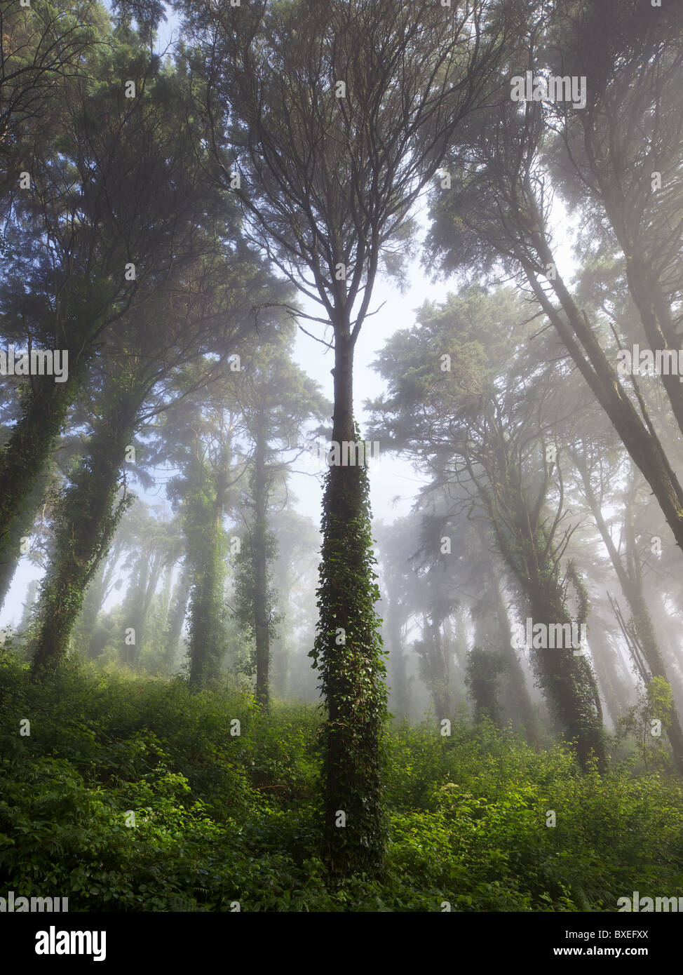 Forêt à l'aube avec brouillard Banque D'Images