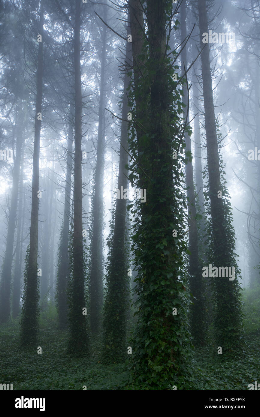 Forêt à l'aube avec brouillard Banque D'Images